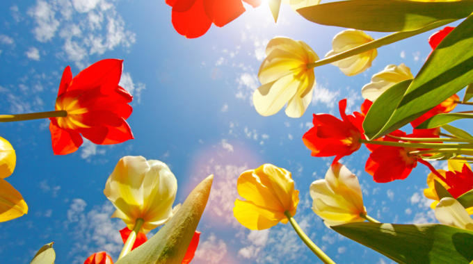 FlowersSkyFeatImage