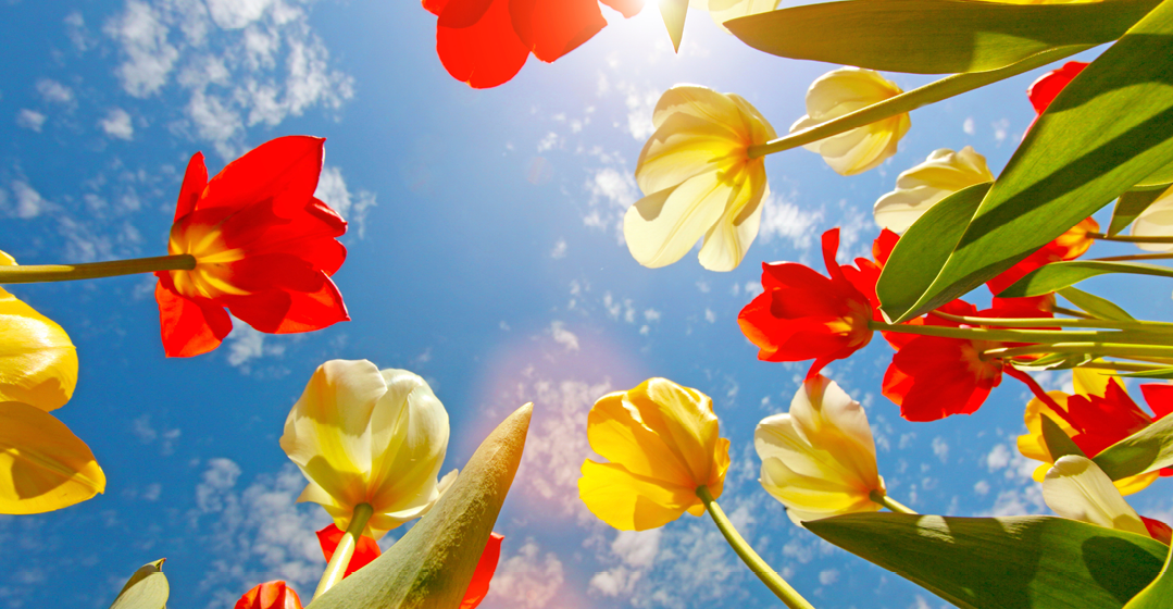 FlowersSkyFeatImage