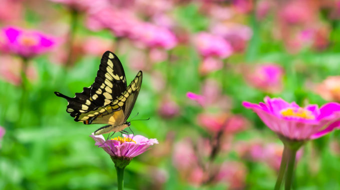 Butterfly On A Flower