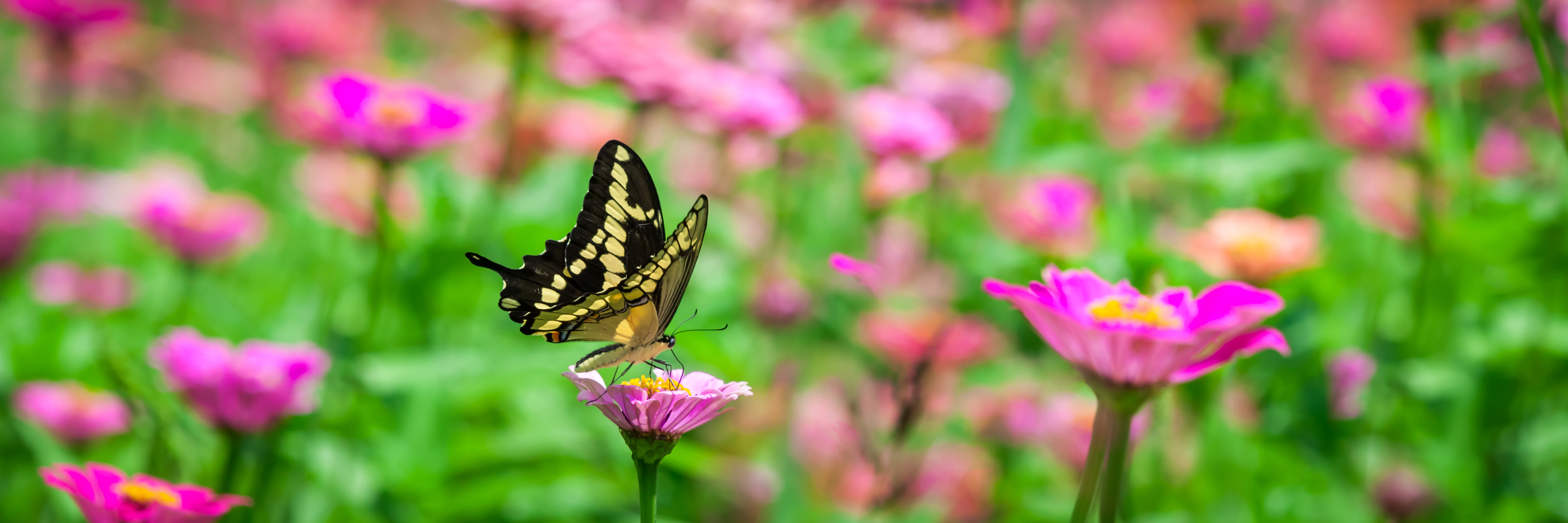 Butterfly On A Flower